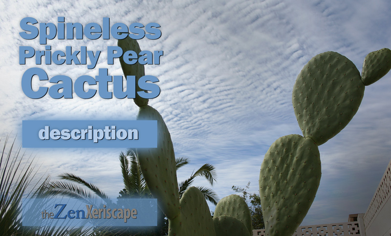 Spineless prickly pear description