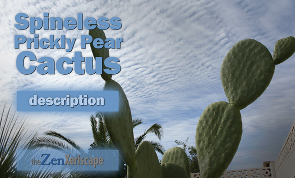 Spineless prickly pear description