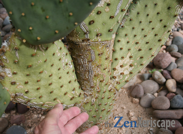 trunk can get thick and brown