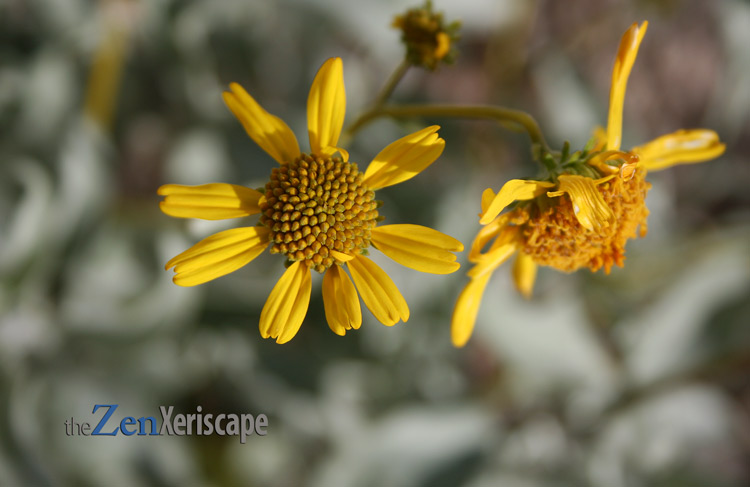 Brittlebush flowers in an arid landscape