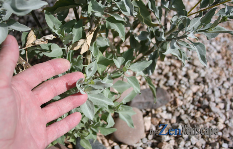 Brittlebush eaves are silvery blue-green hue