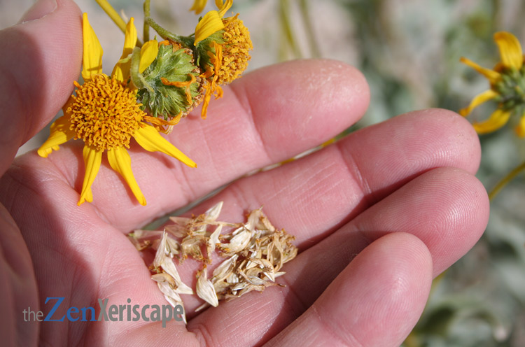 Brittlebush seeds
