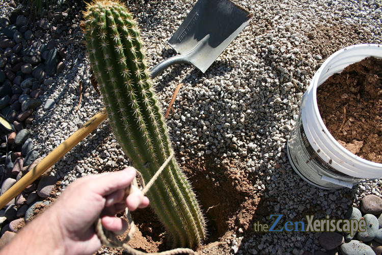 place cactus cutting in hole