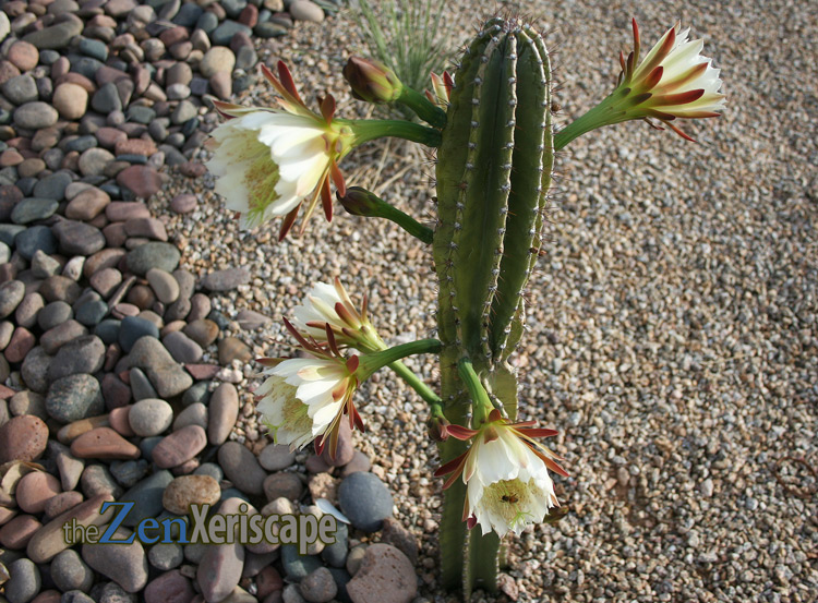 Only months later, the cactus flowers