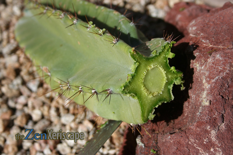 Let cutting dry to form a callous