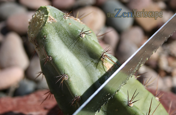 cut tip off the stem to propagate columnar cactus