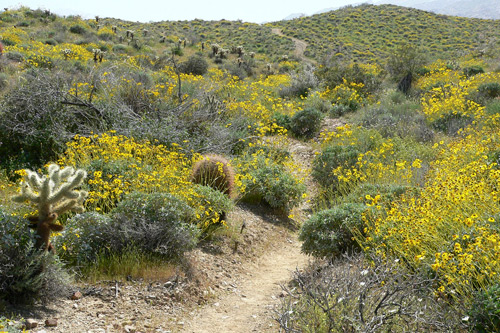 Brittlebush flowering in the desert