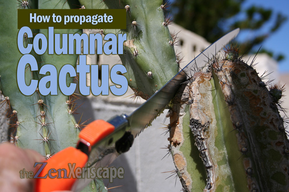 How to propagate columnar cactus