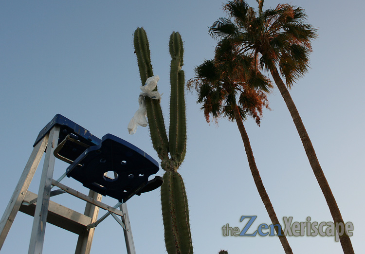 use step ladder to reach high columns