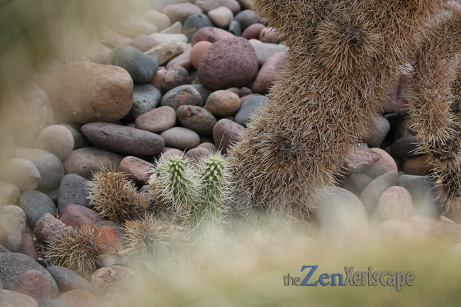 Cholla segments fall of easily