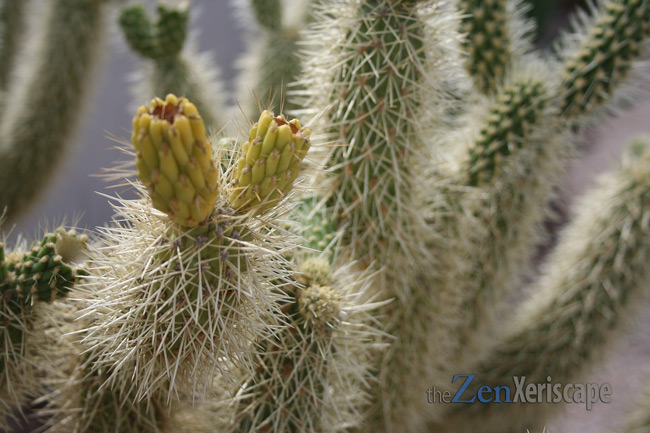 segments and seed pods