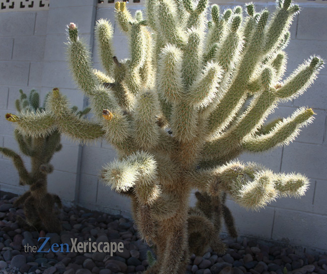 cactus base looks like a tree trunk