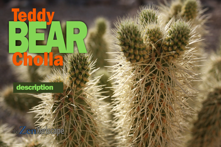 Teddy bear cholla description