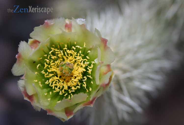 teddy bear cholla flower