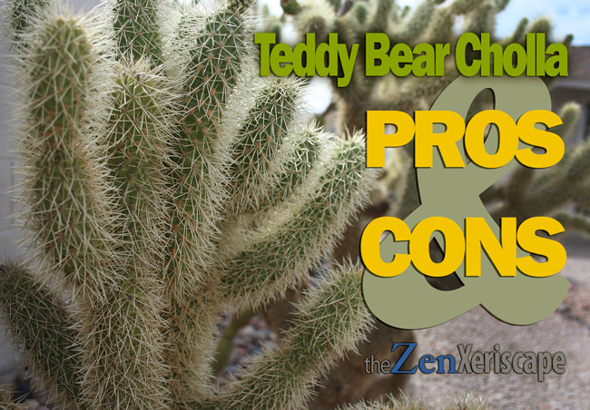 Teddy bear cholla pros and cons