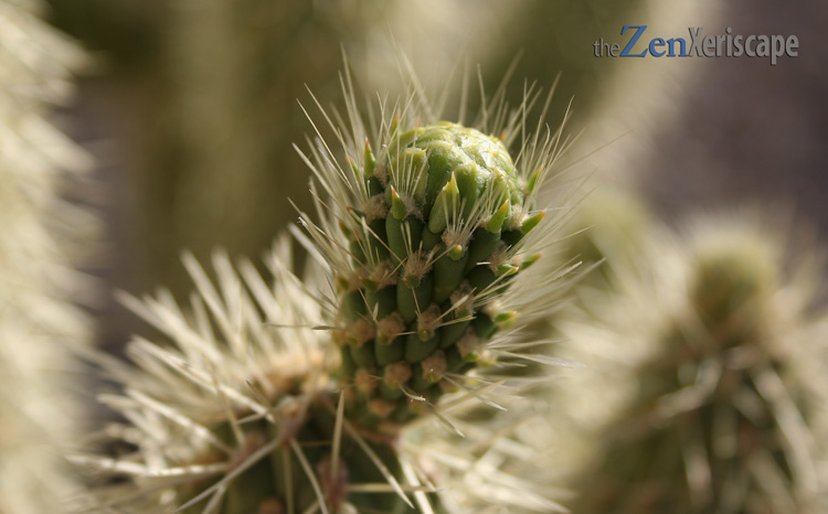 cholla flower bud