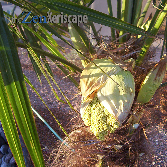 Windmill palm flower branches emerge from trunk flower branches emerge from trunk