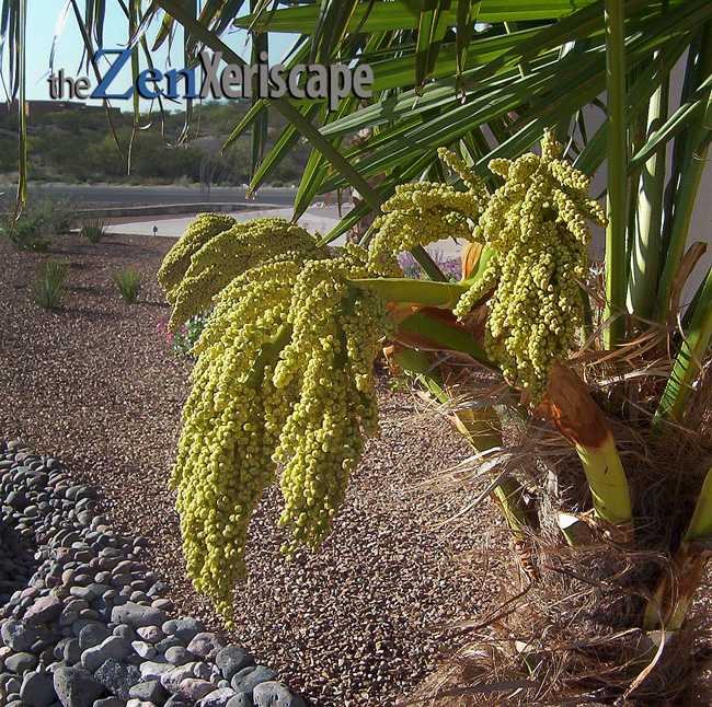 palm flower buds are about to open flower buds are about to open