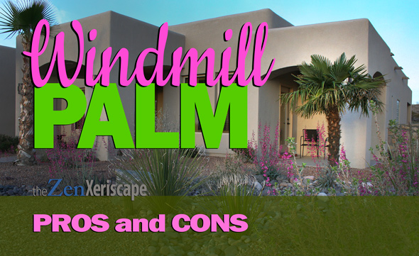 Windmill palm pros and cons