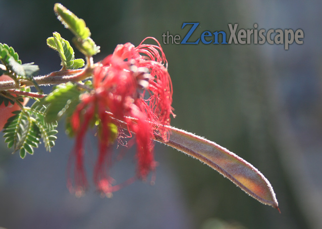 seed pods are hairy