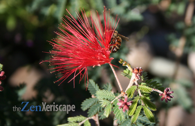 bees pollinate flower
