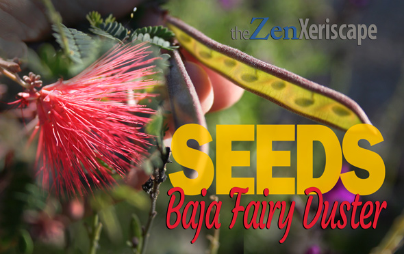 Baja fairy duster seeds
