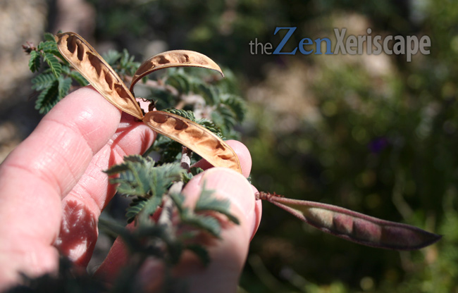 seed pods pop open