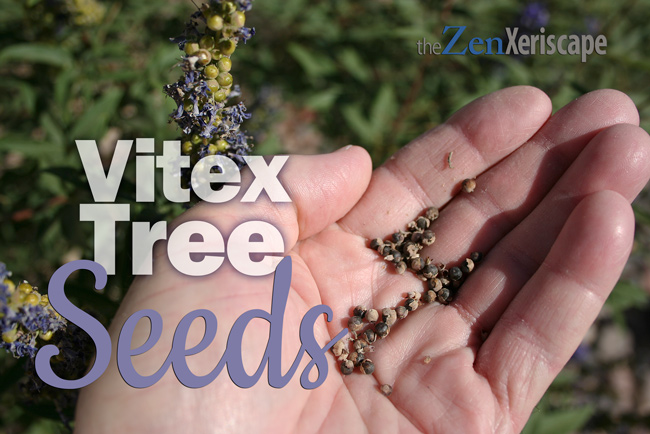Vitex tree seeds and propagation techniques Vitex tree seeds and propagation