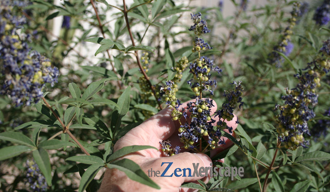 Green vitex tree seeds from wilted flowers green vitex tree seeds