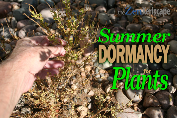 Plant summer dormancy