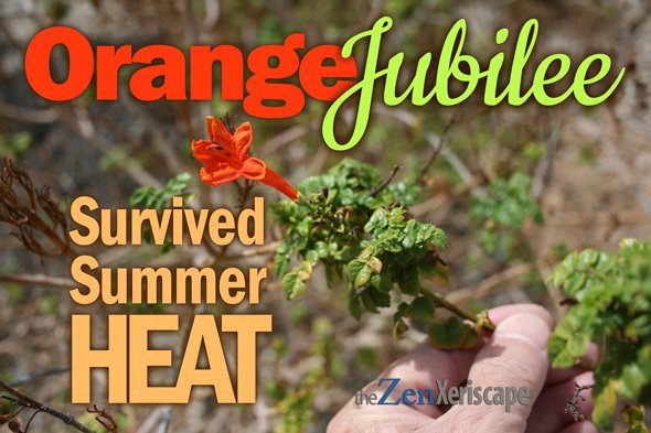 Orange Jubilee survived summer heat